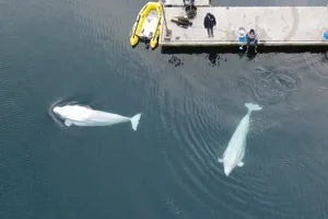 Beluga whales little white and little grey